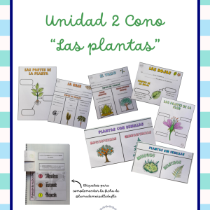 LAS PLANTAS. CONO 4º