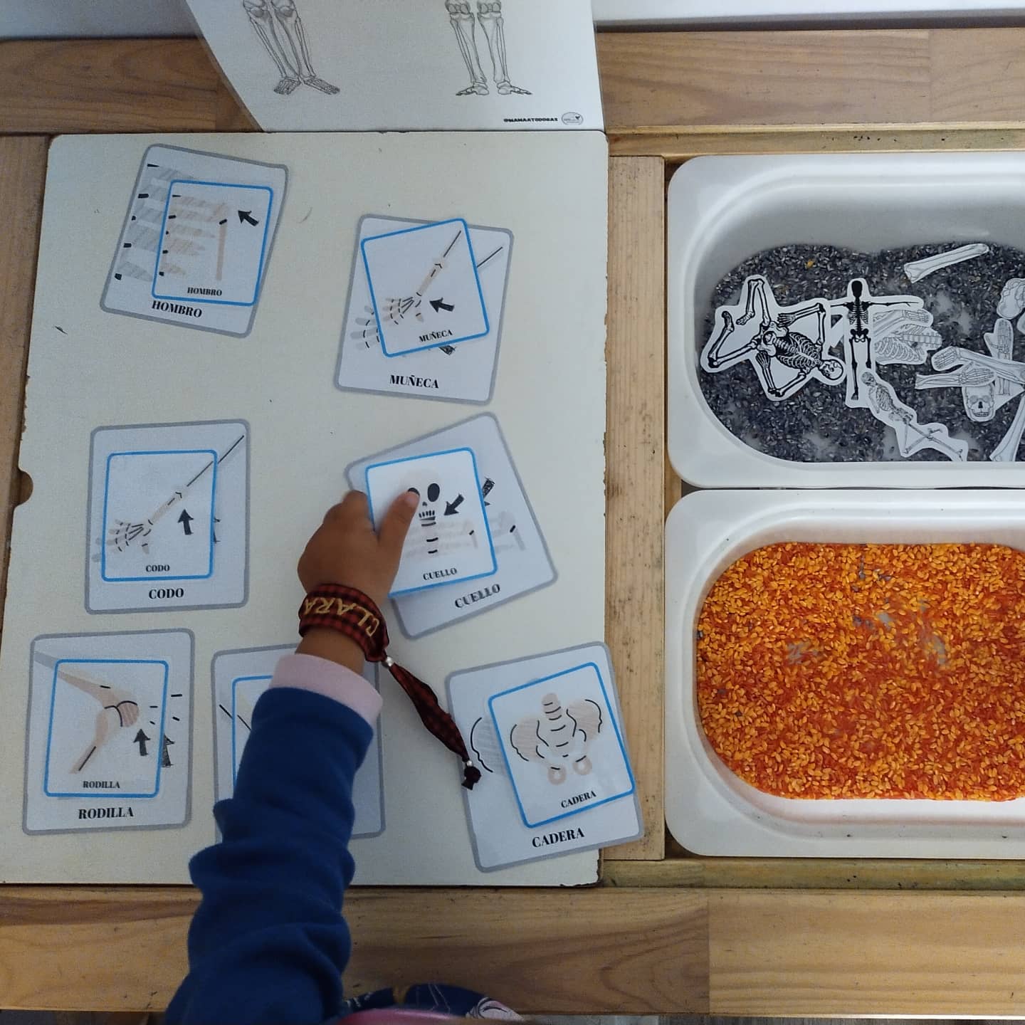 Aparato Locomotor - Imagen 4