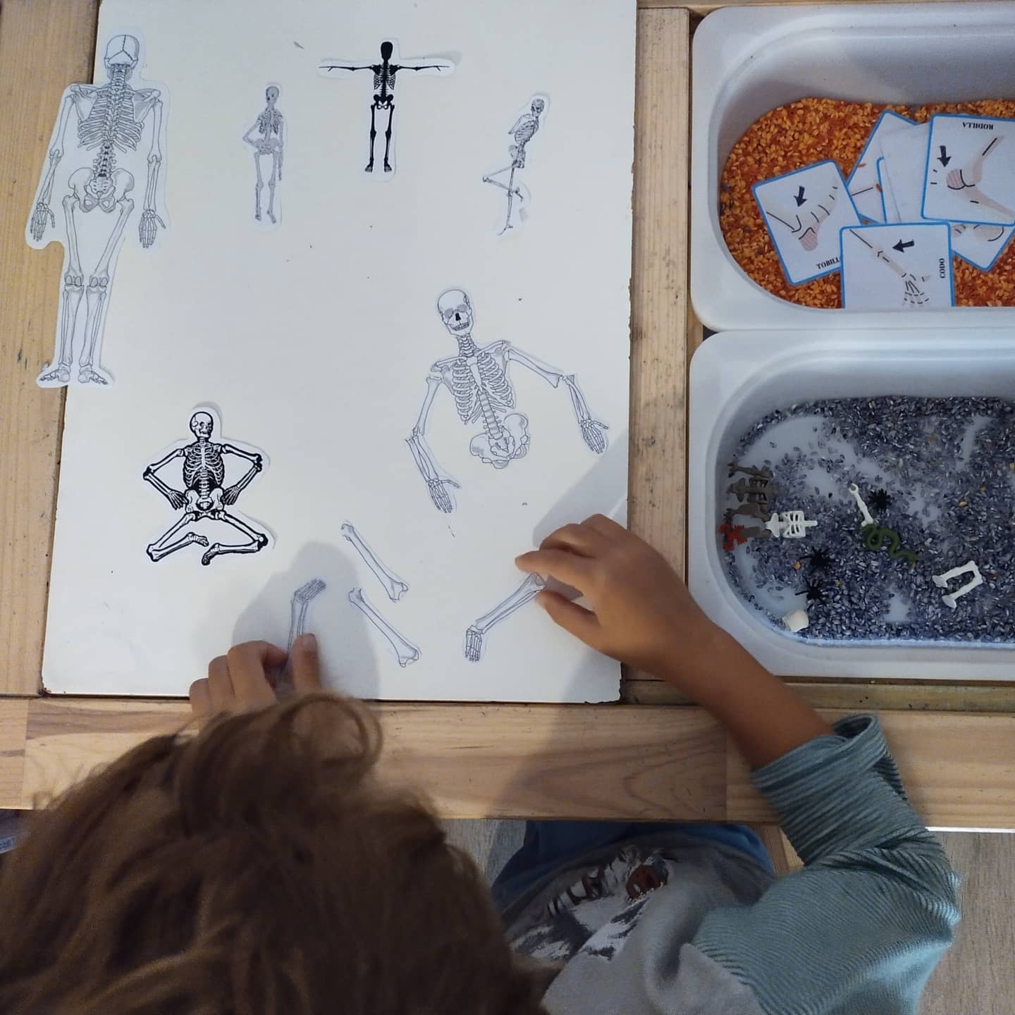 Aparato Locomotor - Imagen 3