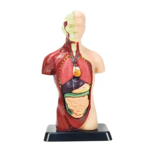 Juguete Modelo Anatómico Humano – 24559